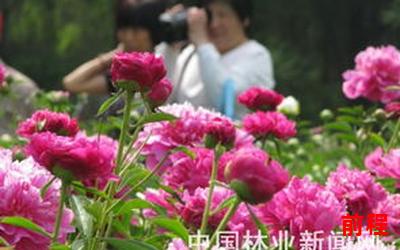 恋花最新章节列表;恋花最新章节列表：花海盛开，爱意绽放，璀璨续写