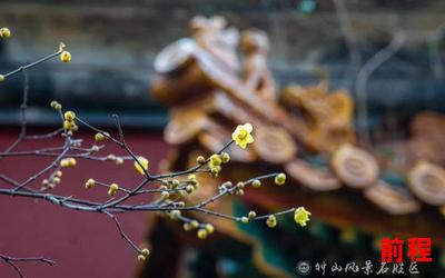 梅子黄时雨作品,梅子黄时雨：一场关于时间与生命的思考